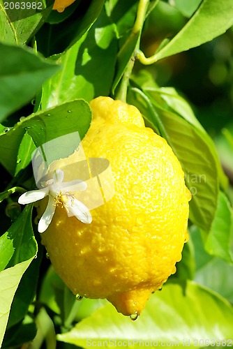 Image of Yellow lemon and flower.