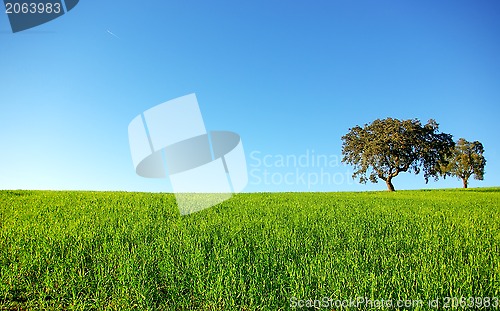 Image of Oak trees in a wheat field.