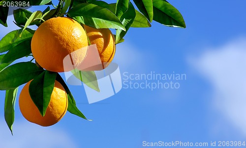 Image of oranges hanging tree