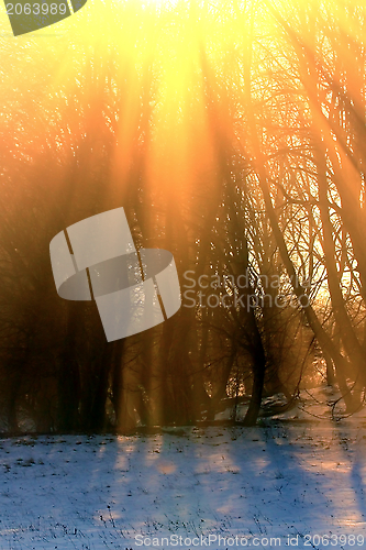 Image of beautiful sunset in the forest