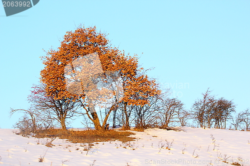 Image of oak tree in winter