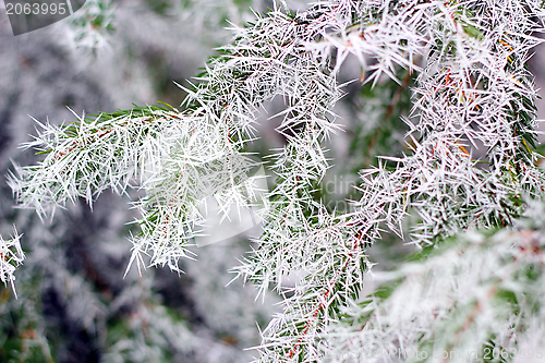 Image of spruce branch in winter