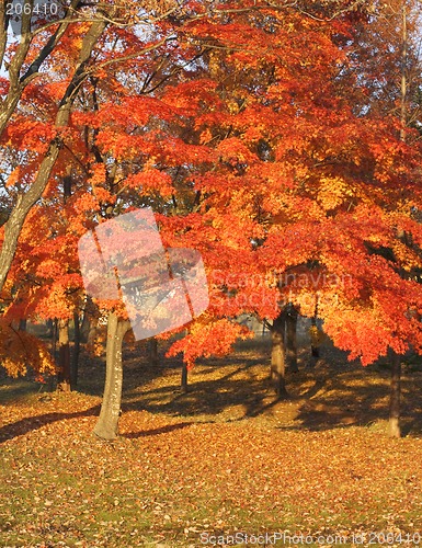Image of Autumn colors