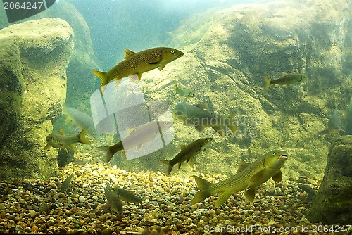 Image of River fishes living in Aquarium 