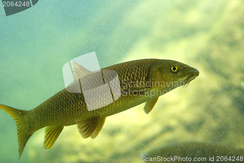Image of River fishes living in Aquarium 