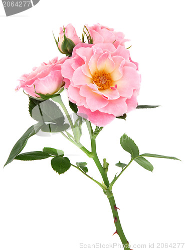 Image of Rose Flower Beauty