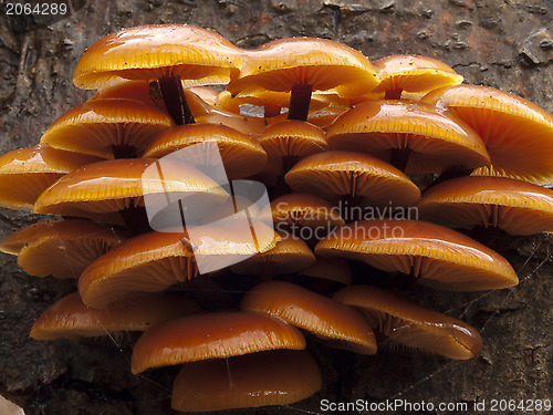 Image of Golde needle mushroom