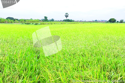 Image of paddy rice field