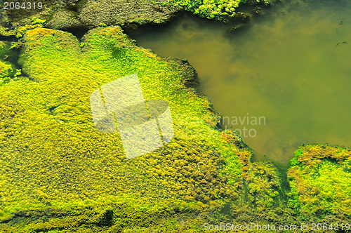 Image of Green Moss