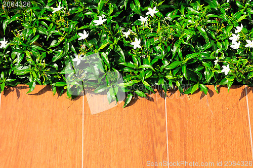 Image of green grass on wood floor