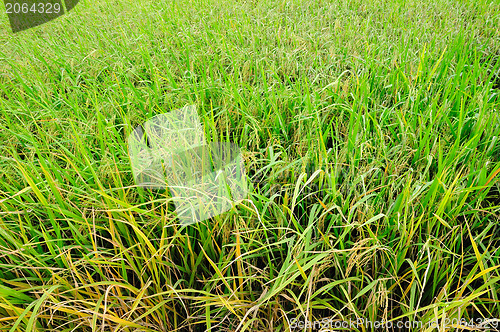 Image of paddy rice field