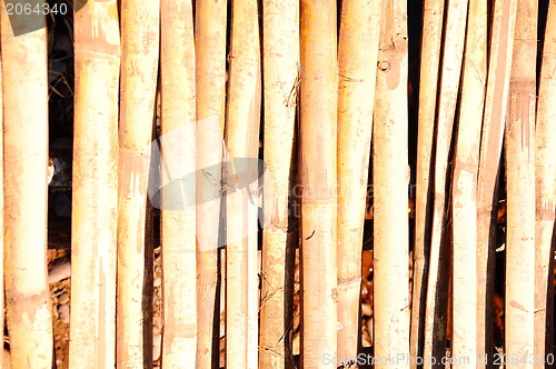 Image of bamboo texture good 