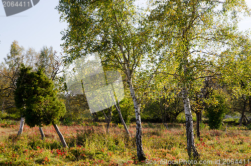 Image of Two birches