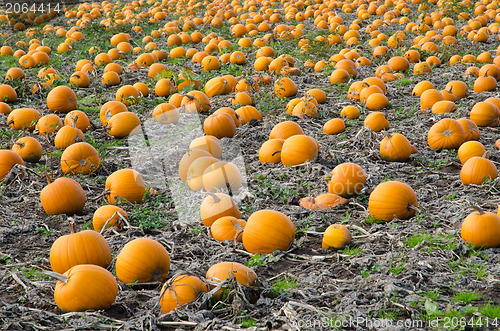 Image of Pumpkins