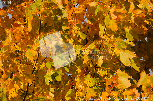 Image of Autumn background