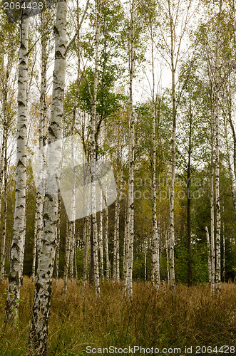 Image of Birches