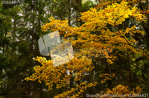 Image of Beech in forest