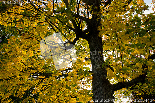 Image of Autumn