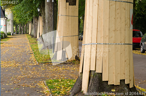 Image of Tree protection