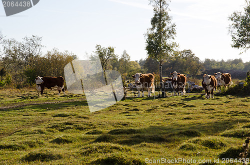 Image of Cattle