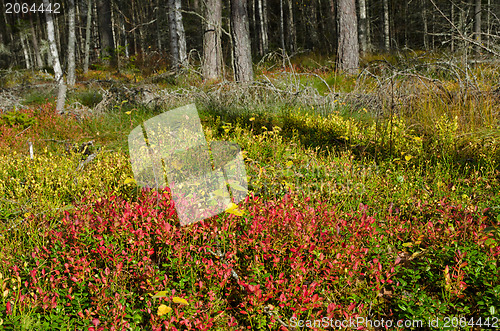 Image of Lingonberry sprigs