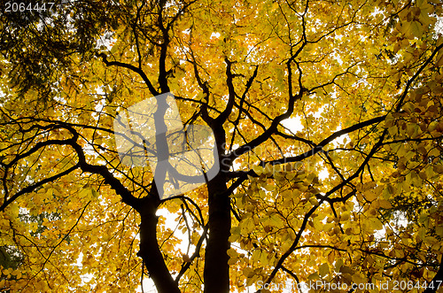 Image of Beech in autumn