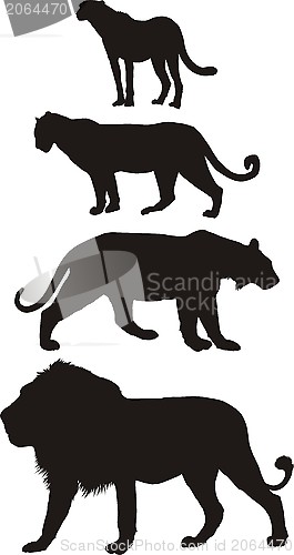 Image of Predators, carnivorous big cats