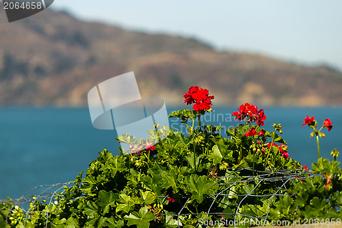 Image of Geranium Flowers