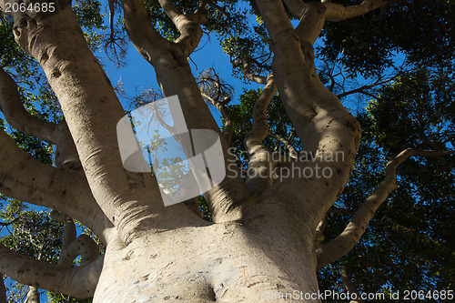 Image of Tree branches reaching for the sky