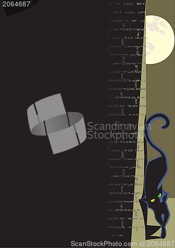 Image of background cat