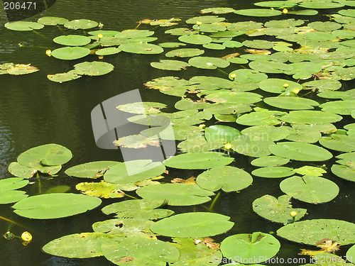 Image of Water lilies