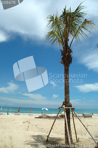 Image of Beach and palmtree