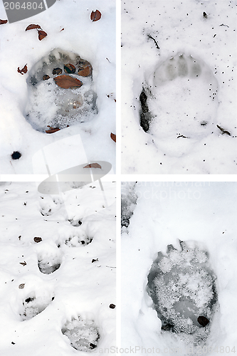 Image of bear tracks in snow