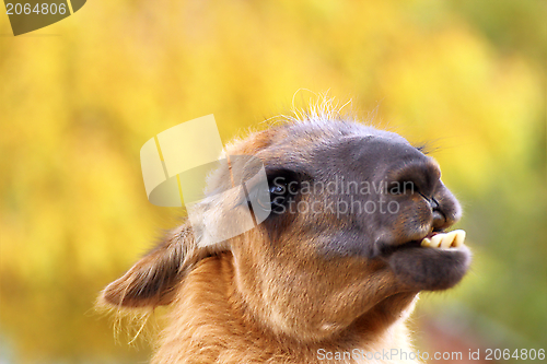 Image of funny llama