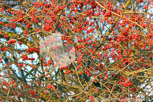 Image of hawthorn berries in winter