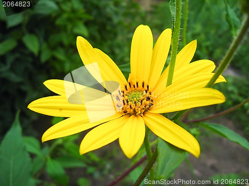 Image of nice yellow flower of chamomile