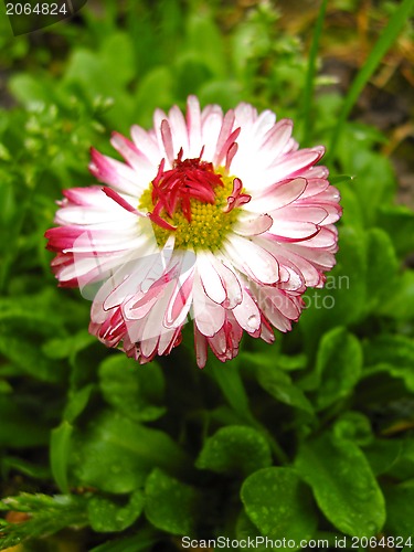 Image of Beautiful pink flower of a daisy