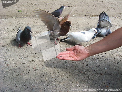 Image of The hand feeding the pigeons