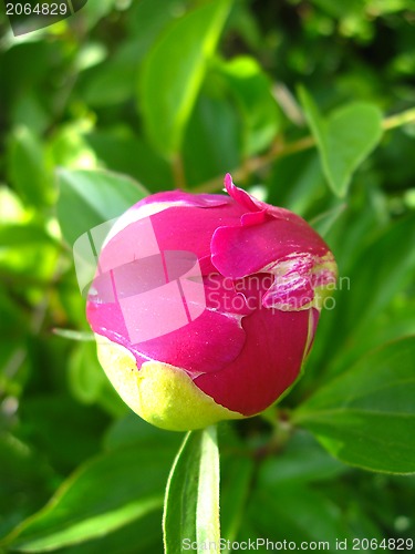 Image of Not dismissed bud of a peony