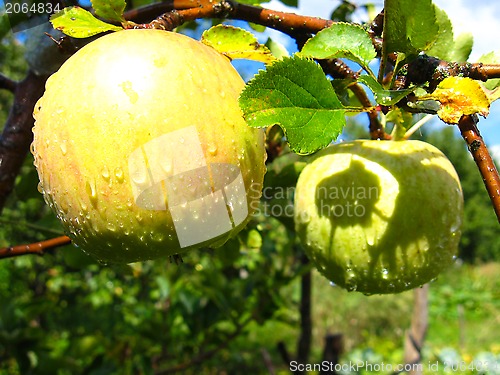 Image of very tasty and ripe apple