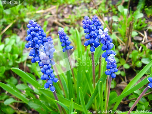 Image of Some beautiful blue flowers of muscari