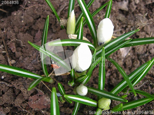 Image of Some blossoming crocuses and little ladybird