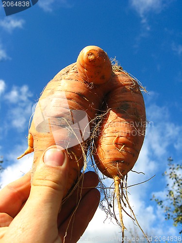Image of unusual orange carrot in the hand