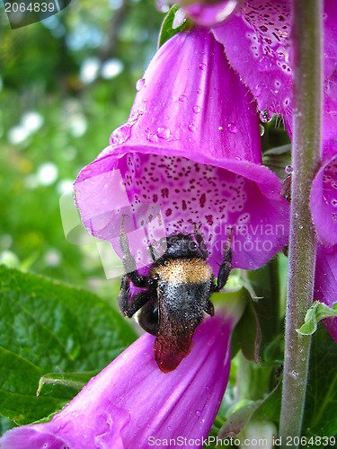 Image of Bumblebee in a flower of lilac bluebell