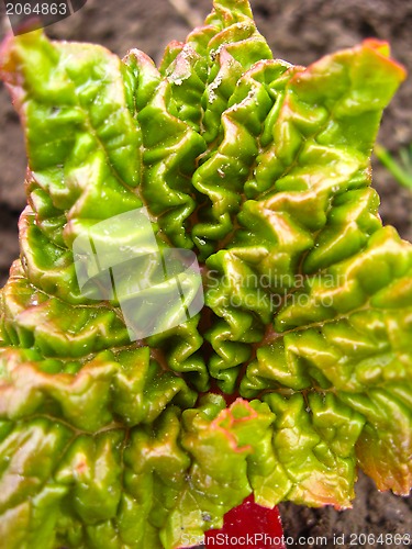 Image of Young sprout of a rhubard in the spring