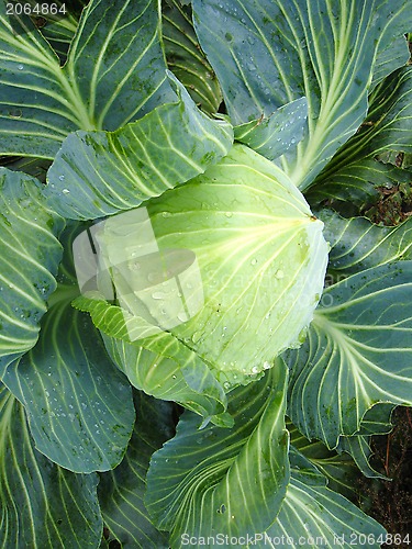 Image of Big head of green cabbage