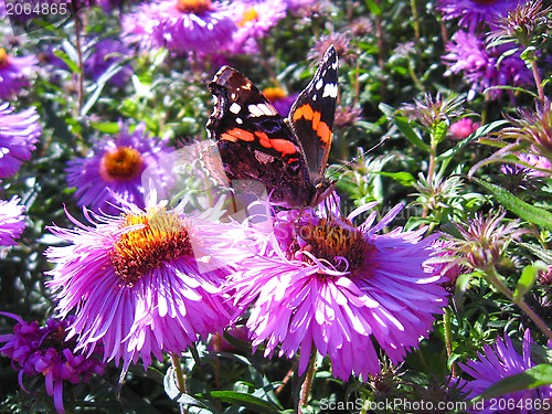 Image of graceful butterfly of vanessa atalanta