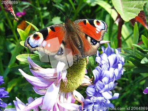 Image of graceful butterfly of peacock eye on the aster