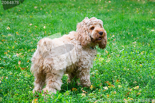 Image of Dog