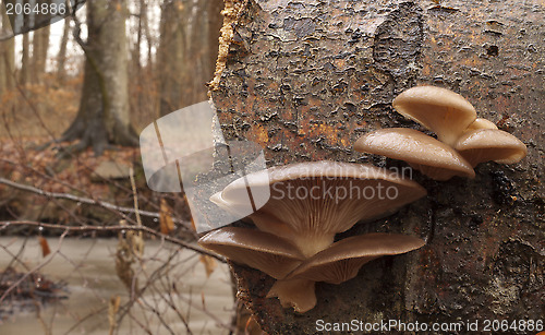 Image of Oyster mushrooms